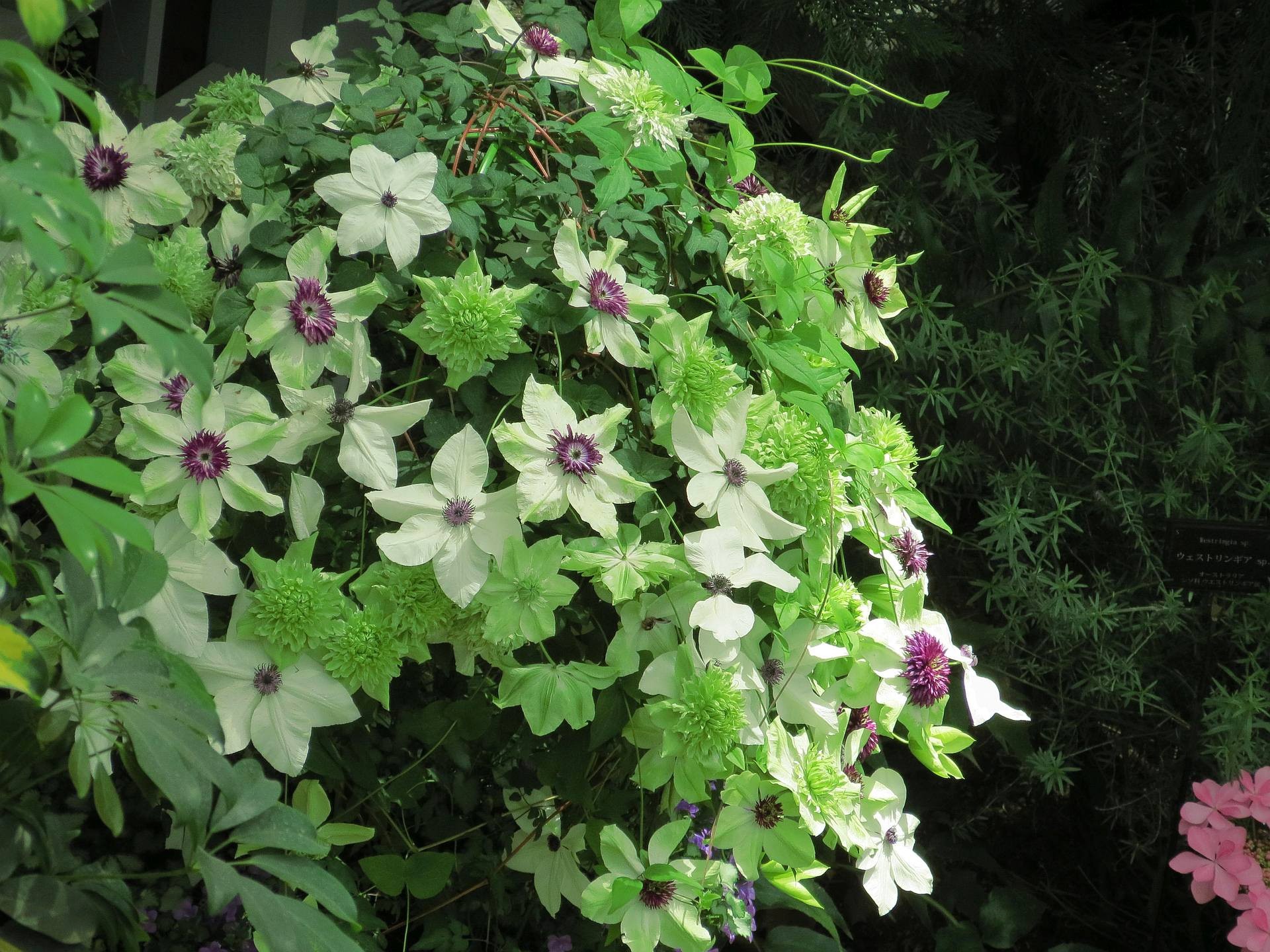 花 植物 クレマチス テッセンなど 壁紙19x1440 壁紙館