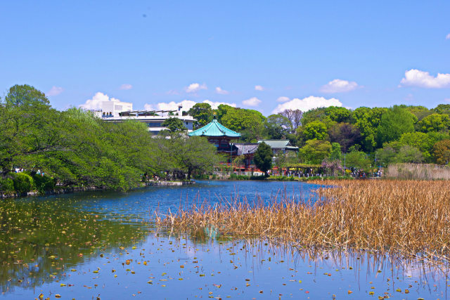 不忍池の春