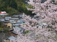 歌石の桜