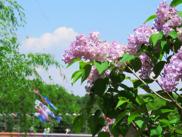 リラの花咲く頃