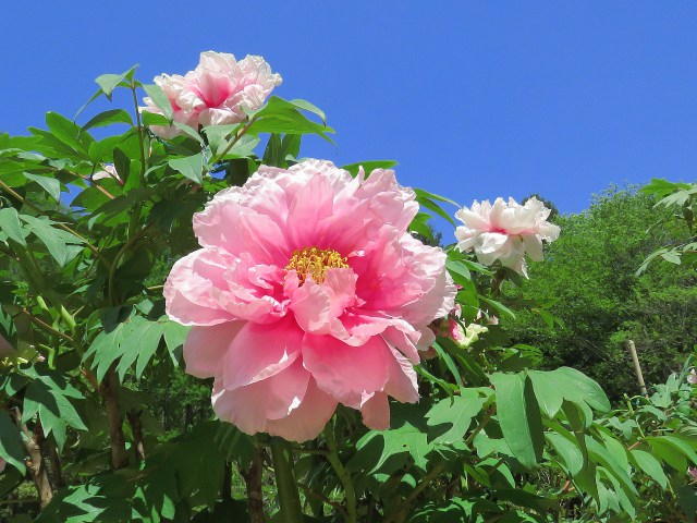 牡丹・花競(はなきそい)