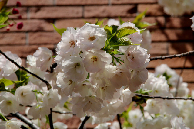 通り抜けの桜・雨宿