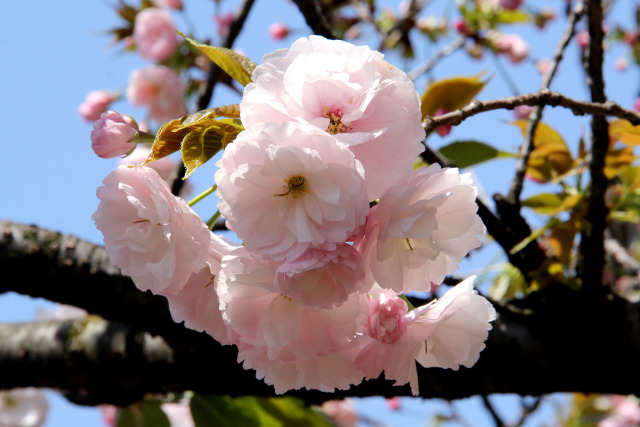 通り抜けの桜・一葉