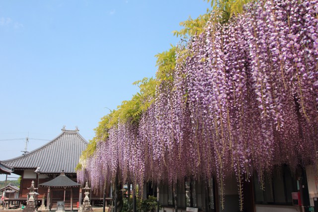 萬福寺の藤