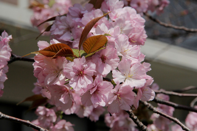 通り抜けの桜・黒田百年