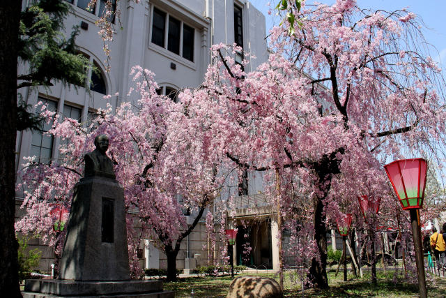 通り抜けの桜・紅枝垂