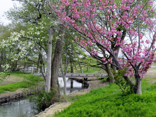 春の小川