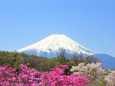 富士山・春