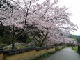 雨の桜