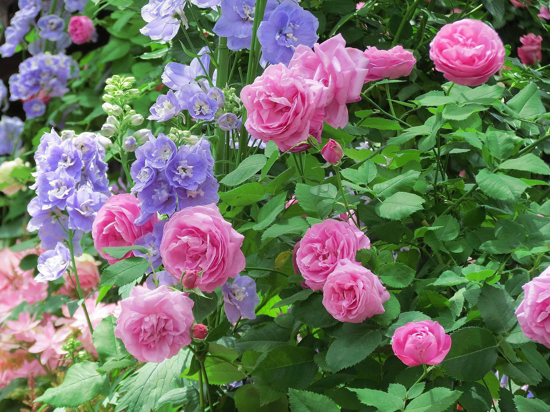 花/植物「薔薇・レオナルドダヴィンチ」壁紙1920x1440 - 壁紙館