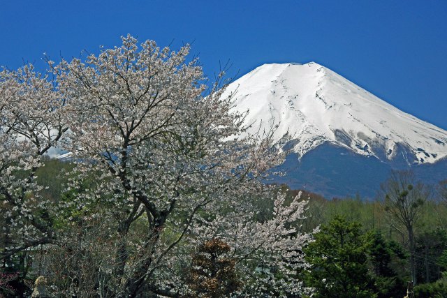 忍野の富士山