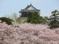 お城の桜