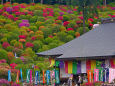 塩船観音寺 境内を彩るつつじ