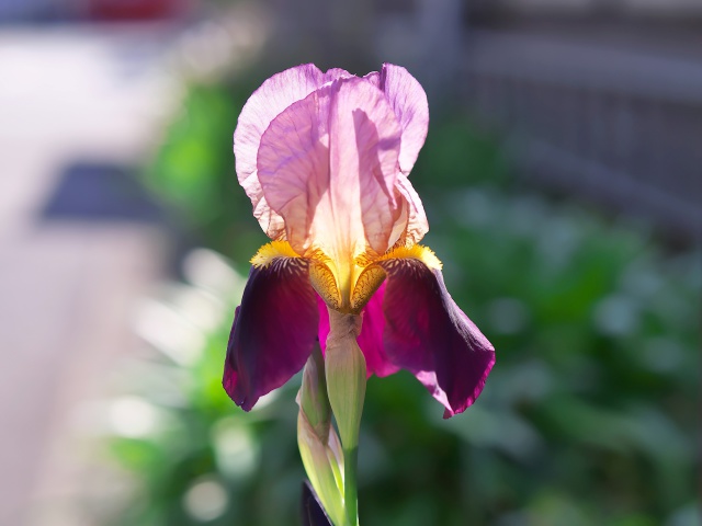 散歩道の花たち