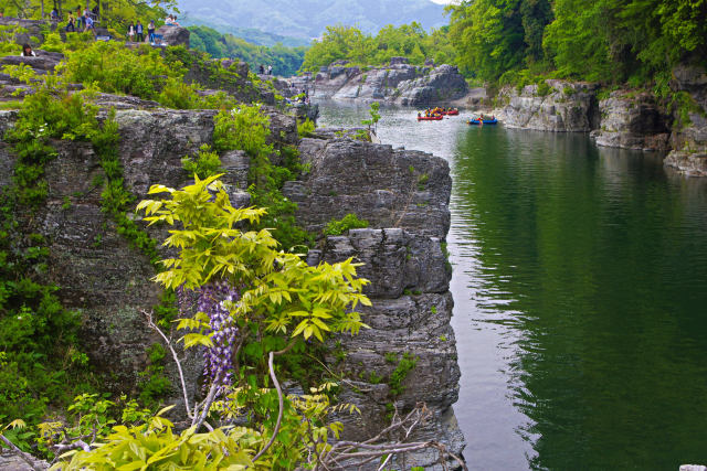 長瀞・岩畳に咲く藤の花