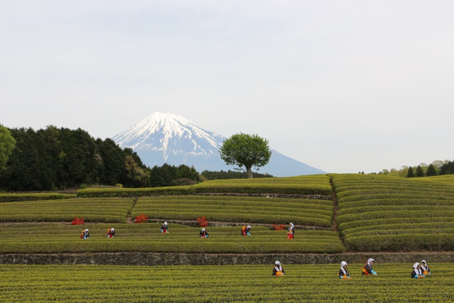 富士山と茶摘み