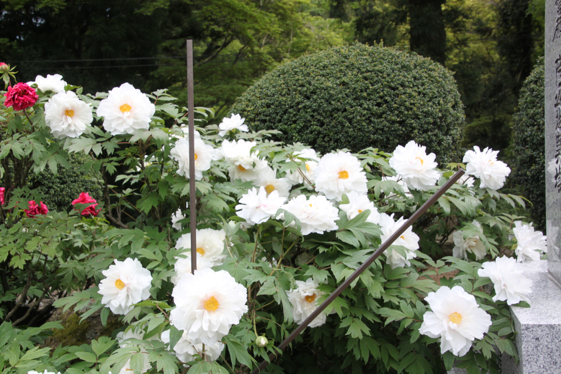 花 植物 大窪寺の白い牡丹 壁紙19x1280 壁紙館