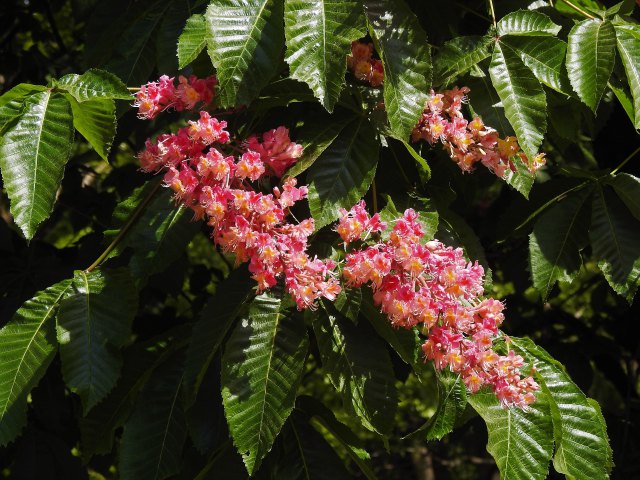 紅花栃の木