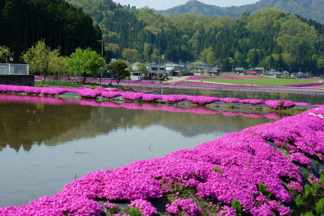 水田の畔に咲く芝桜