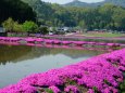 水田の畔に咲く芝桜