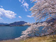 河口湖畔の桜