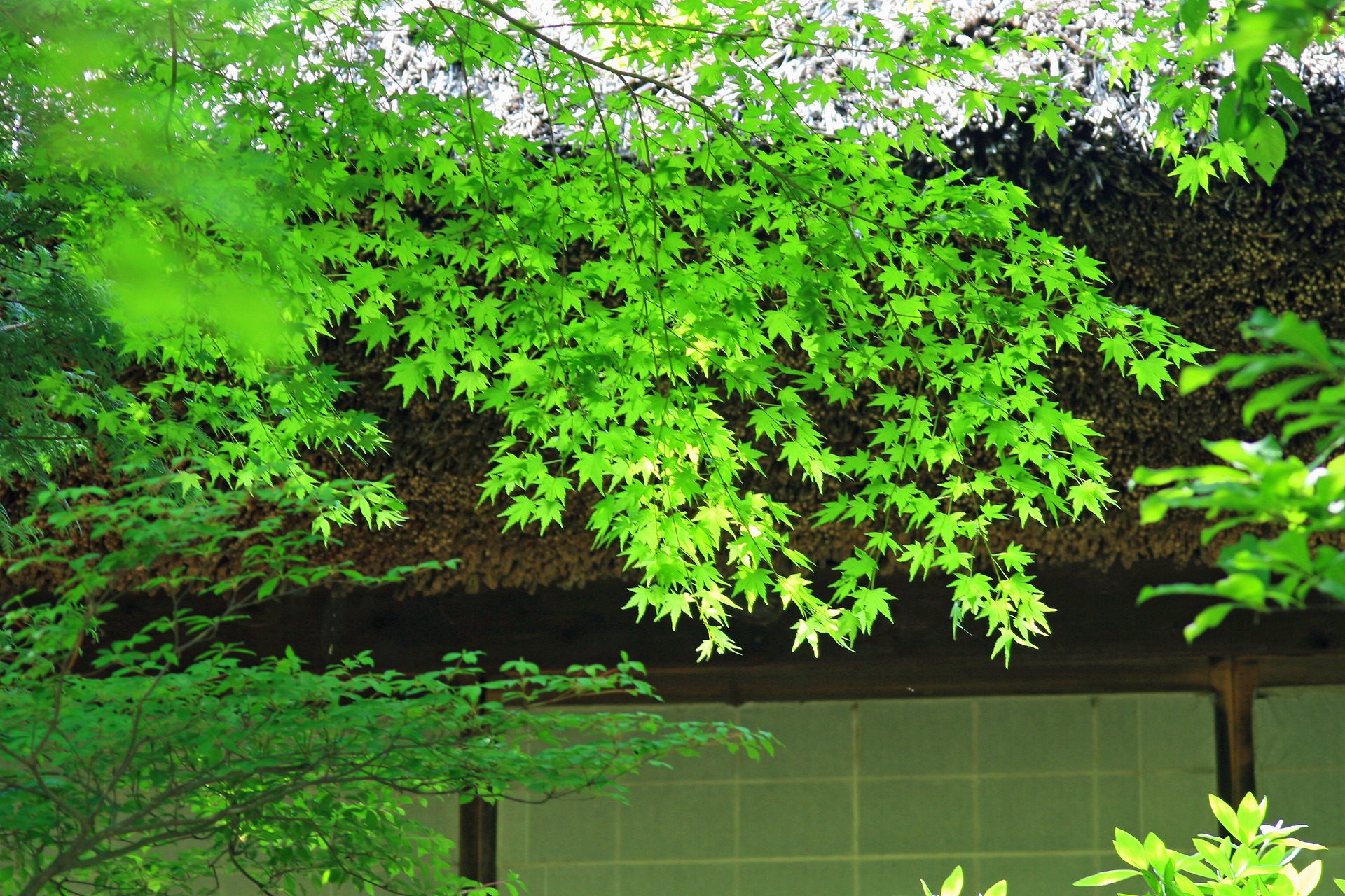 日本の風景 新緑 壁紙1920x1280 壁紙館