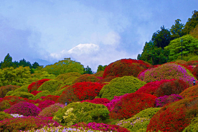 富士山とつつじ