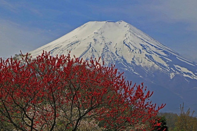 忍野八海の富士山