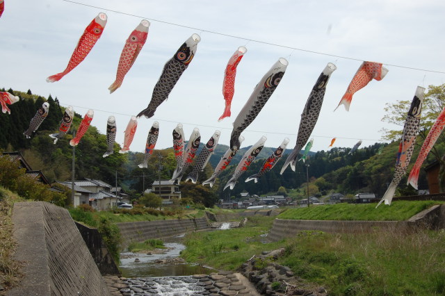 今年も鯉の季節がやって来た