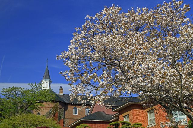 修道院の桜