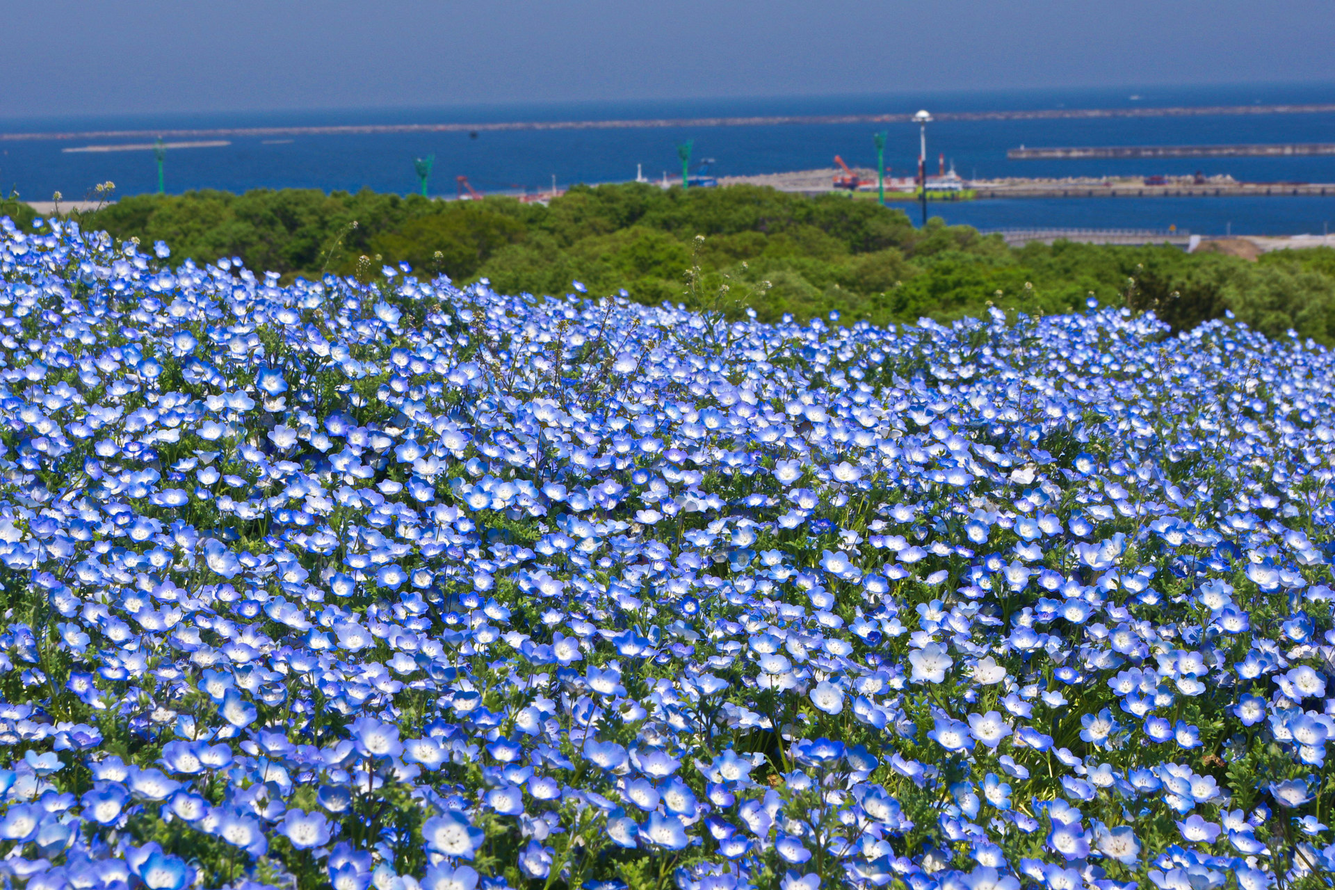 日本の風景 海沿いに咲くネモフィラ 壁紙19x1280 壁紙館