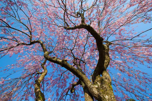 たけくらべ広場の枝垂れ桜