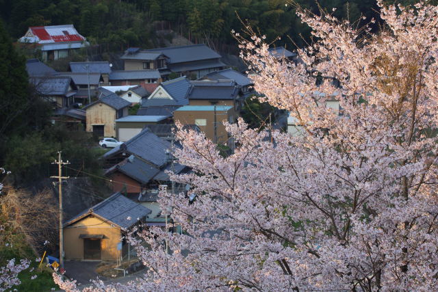 歌石の桜