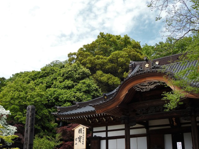 新緑に包まれる深大寺