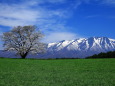 小岩井農場 一本桜