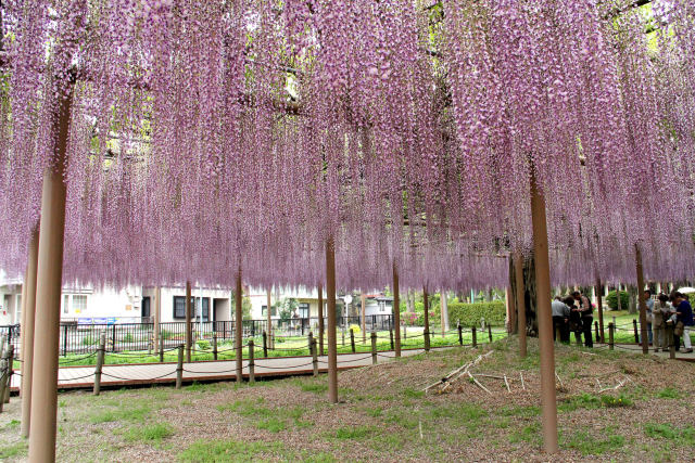 天王川公園の一本藤