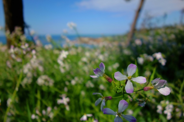 ハマダイコンの花