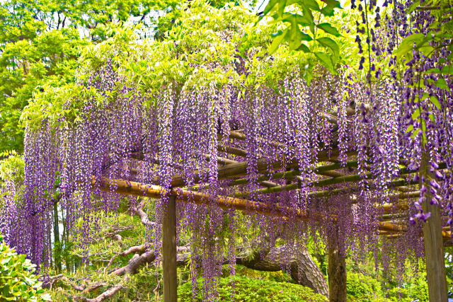 藤の花