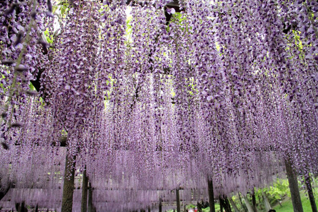 天王川公園の九尺藤