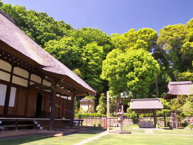 新緑の寺