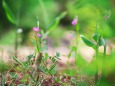 野の花