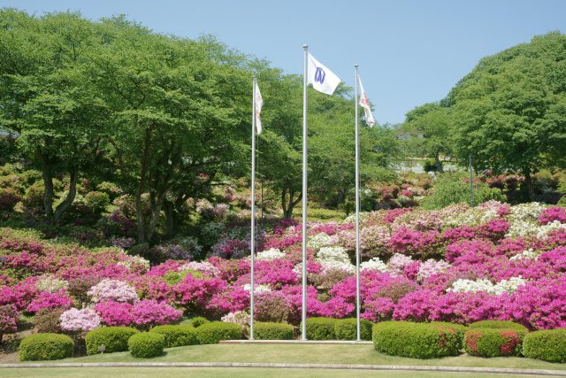 西山公園のツツジ#1 