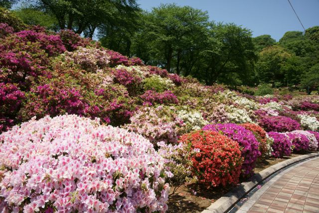 西山公園のツツジ#6