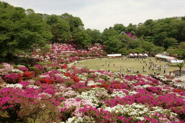 西山公園のツツジ#10