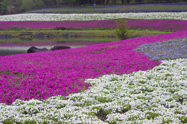 本栖湖リゾートの芝桜