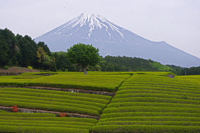 富士山と茶畑