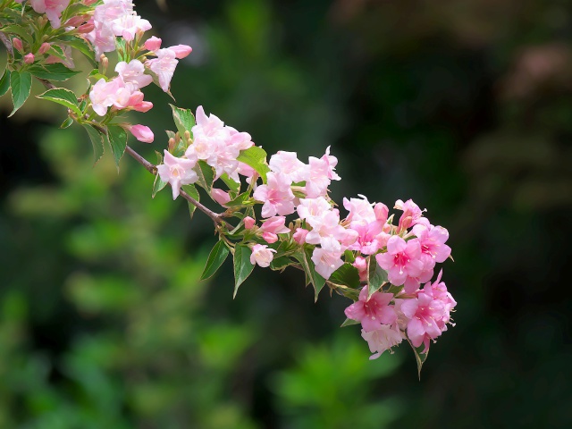 散歩道の花たち