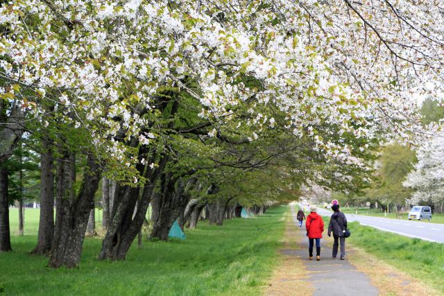 静内二十間道路の桜