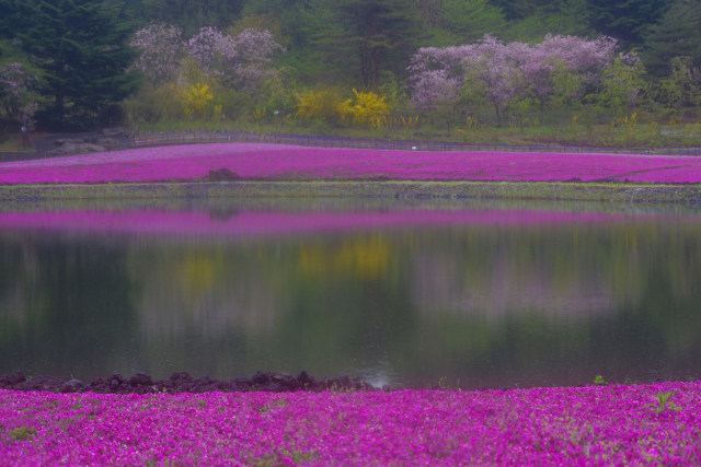 芝桜と山桜