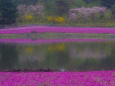 芝桜と山桜